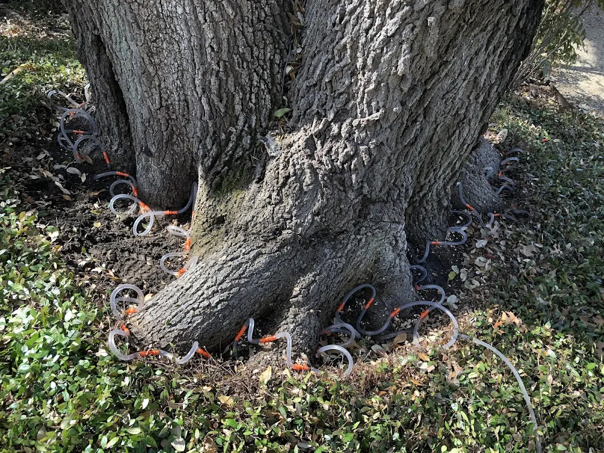 Detailed Tree Cabling and Bracing job site in Torrance